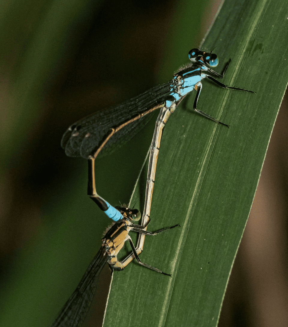 Two blue damselflies perched together on a green leaf.